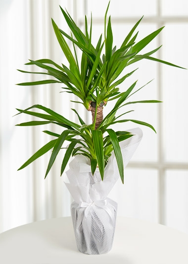 Yucca Tropik Canlı Saksı Bitkisi